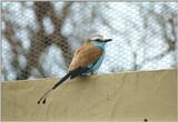 Birds from El Paso Birdpark - racquet tailed roller.jpg