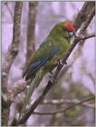 Re: i am looking for parrots - Red-fronted Parakeet.jpg