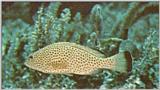 ... colorful the better - red hind.jpg - red hind (Epinephelus guttatus)