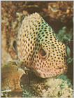 Re: Looking for Caribbean Tropical Fish the more colorful the better - grouper.jpg