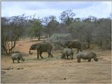Re: Rhinos  post some please :-) - rhinos and elephants.jpg