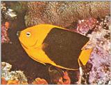 Re: Looking for Caribbean Tropical Fish the more colorful the better - rock beauty.jpg