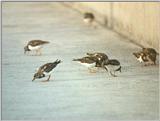 Animals from La Palma - turnstones2.jpg