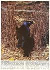 Scans from Scientific American - Repost - satin bowerbird.jpg