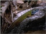 Lizards - Schreiber's Green Lizard 1.jpg -- Iberian emerald lizard (Lacerta schreiberi)