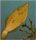 Re: Looking for Caribbean Tropical Fish the more colorful the better - scribbled filefish.jpg