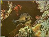 ...Re: Looking for Caribbean Tropical Fish the more colorful the better - Smooth trunkfish (Lactoph
