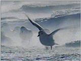 Re: Request: petrels - Snow Petrel - snowpetrels3.jpg