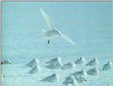 Re: Request: petrels - Snow Petrels - snowpetrels5.jpg