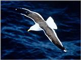 Re: Looking for seagulls and seagull logo pics - southern blackbacked gull.jpg