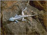 Lizards - Southern Rock Agama 1.jpg -- southern African rock agama (Agama atra)