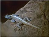 Lizards - Southern Rock Agama 2.jpg -- southern African rock agama (Agama atra)