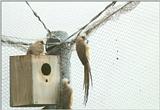 Birds from El Paso Birdpark - speckled mousebird2.jpg