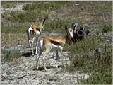 More bovidae - springbuck (antidorcas marsupialis) 1.jpg