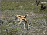 More bovidae - springbuck (antidorcas marsupialis) 2.jpg