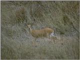 steenbok