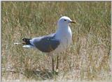 Re: pictures of West-European birds - stormmeeuw.jpg