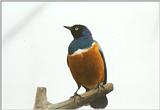 Birds from El Paso Birdpark - superb starling1.jpg