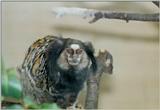 El Paso Birdpark - tamarin1.jpg - What is this?