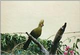 Birds from El Paso Birdpark - turaco1.jpg