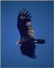 Re: req. for vultures - Turkey Vulture