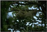 Re: Looking for sloth pictures - 2 toed sloth.jpg