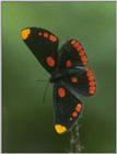 Re: req: insect pix - butterfly3.jpg