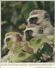 Scans from Scientific American - vervet monkeys.jpg