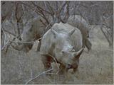 Re: Rhinos  post some please :-) - white rhino.jpg