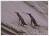 Re: Looking For Penguin Pictures - Yellow-eyed Penguins (Megadyptes antipodes)