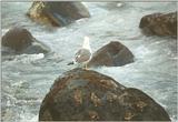 Animals from La Palma - gull and turnstones.jpg