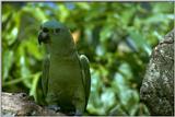 Re: i am looking for parrots - Yellow-naped Amazon Parrot (Amazona auropalliata)