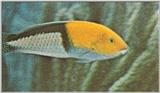 Re: Looking for Caribbean Tropical Fish the more colorful the better - yellowhead wrasse.jpg