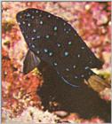 ...Re: Looking for Caribbean Tropical Fish the more colorful the better - yellowtailed damselfish.j