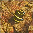 Re: Looking for Caribbean Tropical Fish the more colorful the better - young angelfish.jpg