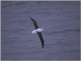 Royal Albatross - albatros1.jpg