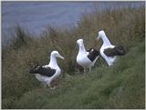 Royal Albatross - albatros4.jpg