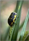 Re: req: insect pix