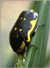 Re: req: insect pix