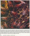 Re: Bee's picture - bijen2.jpg