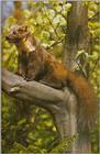 Re: REQ: marten pictures - boommarter.jpg (Pine Marten - Martes martes)