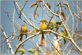 Animals from La Palma - canaries.jpg - Island Canary (Serinus canaria)
