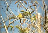 Animals from La Palma - canary.jpg - Island Canary