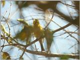 Animals from La Palma - canary2.jpg - Island Canary