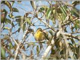 Animals from La Palma - canary3.jpg - Island Canary