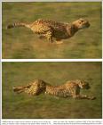 Re: Request pictures of cheetahs running - cheetah running.jpg