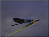 Re: req: insect pix - damselfly.jpg