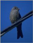 Birds from Europe and the rest of the world - dark pewee 2.jpg