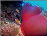 Re: Sea Animals - video captures - gbr014.jpg