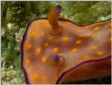 Re: Sea Animals - video captures - gbr nudi01.jpg